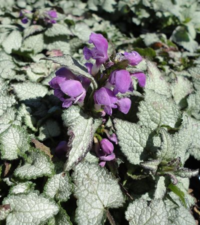Spotted Dead Nettle Purple Dragon